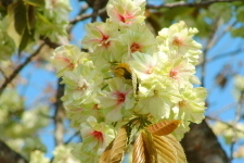 城址公園の花の写真