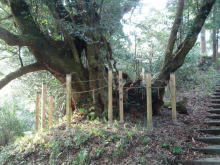 佐世神社の写真