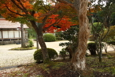 長谷寺　紅葉している庭