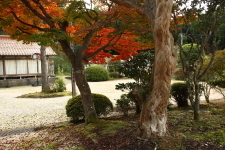 長谷寺 紅葉している庭