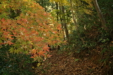 瓦の建物と紅葉