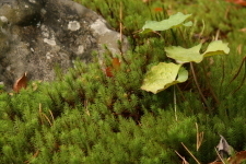 ギザギザした植物