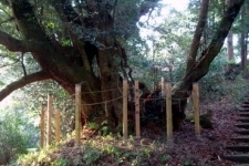シイの巨木の写真