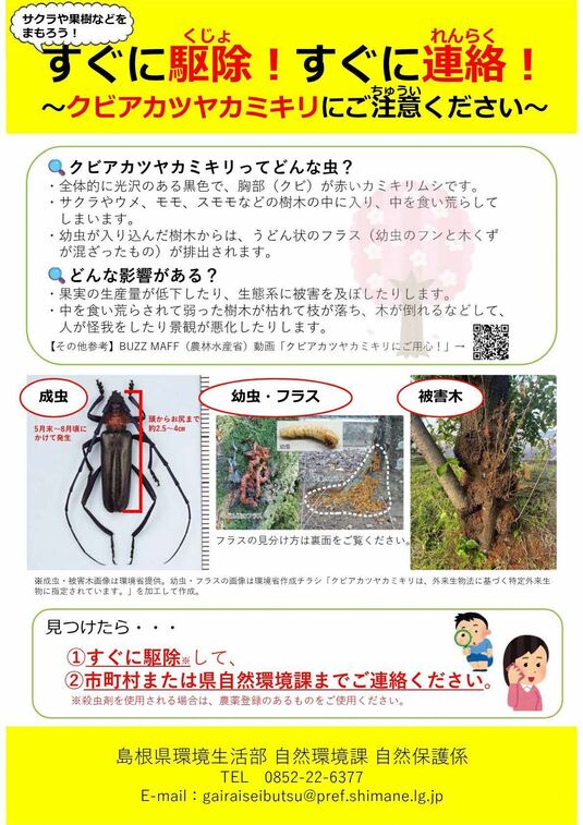 セアカゴケグモの写真