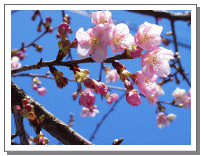 雲南市の花 さくら