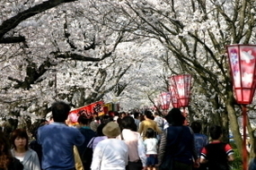 春　桜並木