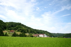 夏　田園風景