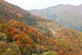 秋　山の紅葉