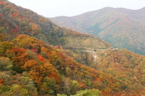 秋　山の紅葉
