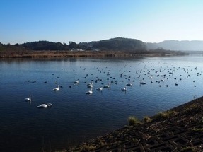 斐伊川と白鳥