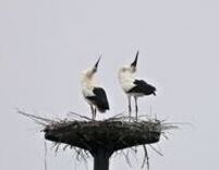 雲南市の鳥 コウノトリ