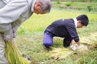 稲刈りをする学生