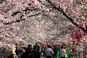 木次の桜並木