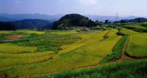 山王寺の棚田